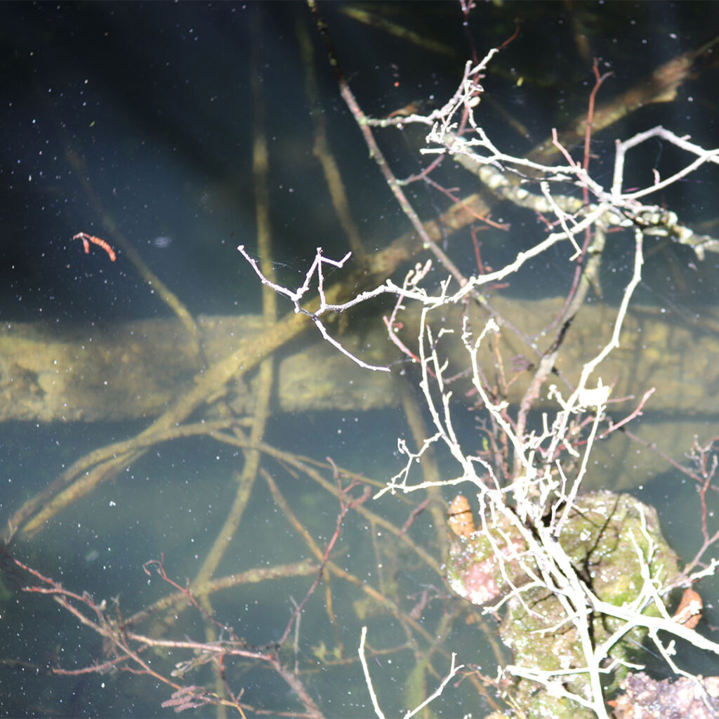 yasme residency program 2025